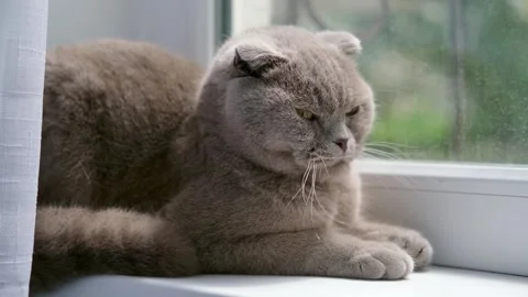 Gray Scottish Fold Cat Lying On The Window Sill Video stock 276249988