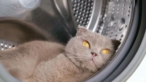 Gray Scottish Fold Cat Lying In Washing Machine Vídeo Stock 285474367