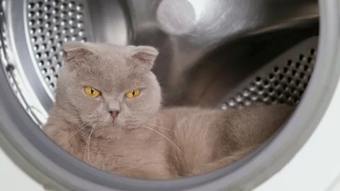Gray Scottish Fold Cat Lying In Washing Machine Stock Footage 286971664