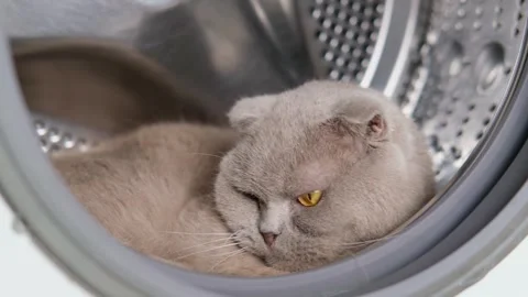Gray Scottish Fold Cat Lying In Washing Machine Stock-Footage 287435687