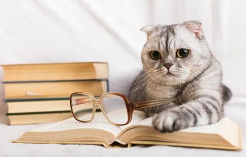Gray scottish fold cat lying near books and eyeglasses Stock-Fotos