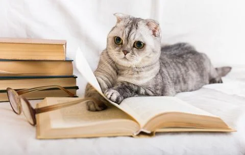 Gray scottish fold cat lying near books and eyeglasses Stock Photos