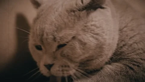 Gray Scottish Fold Cat Moving Head in Vintage Sepia Film Style 库存影片 332666203