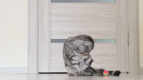 A gray Scottish Fold cat pushes a ball with its paw. Stock Footage 149205567
