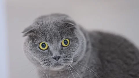 Gray Scottish Fold cat s surprised expression, wide-eyed and curious, funny pet Video stock 311939395