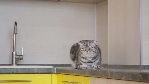 A gray Scottish fold cat sits on a table in the kitchen. The concept of weaning Stock Footage 149046805