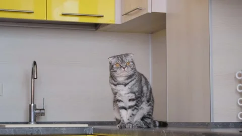 A gray Scottish fold cat sits on a table in the kitchen. The concept of weaning Stock Footage 149118698