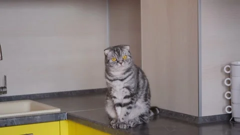 A gray Scottish fold cat sits on a table in the kitchen. The concept of weaning Stock Footage 149192654