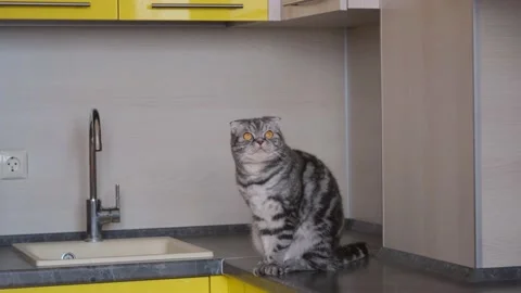 A gray Scottish fold cat sits on a table in the kitchen. The concept of weaning Stock Footage 149254850