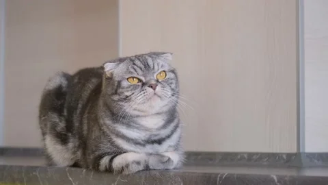 A gray Scottish fold cat sits on a table in the kitchen. Stock Footage 149307758