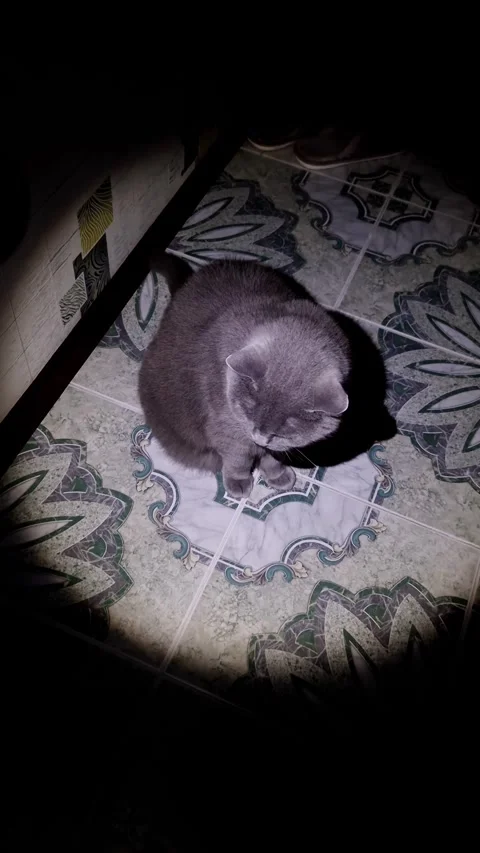 Gray Scottish Fold Cat Sitting in a Spotlight on a Tiled Floor Stock Footage 325224193