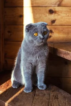 Gray scottish fold cat sitting on wooden steps Stock Photos