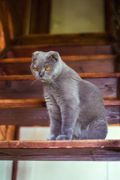 Gray scottish fold cat sitting on wooden steps Stock Photos
