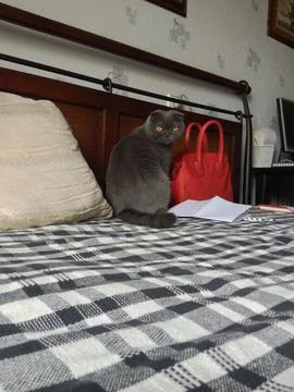 Gray Scottish fold cat sitting beside red handbag on patterned bed. Domestic  Stock Photos