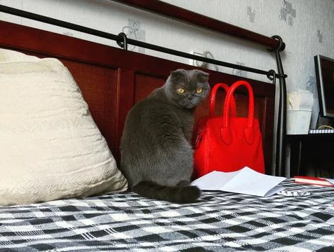 Gray Scottish fold cat sitting beside red handbag on patterned bed. Domestic  Stock Photos