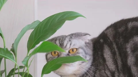A gray Scottish Fold cat sniffs the leaves of a houseplant. The concept of Stock Footage 149088168