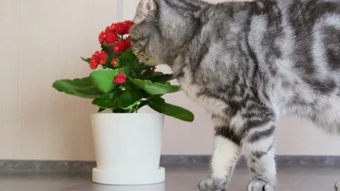A gray Scottish Fold cat sniffs the leaves of a houseplant. Stock Footage 149689052