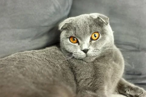 Gray scottish fold cat on sofa with pillows Stock Photos
