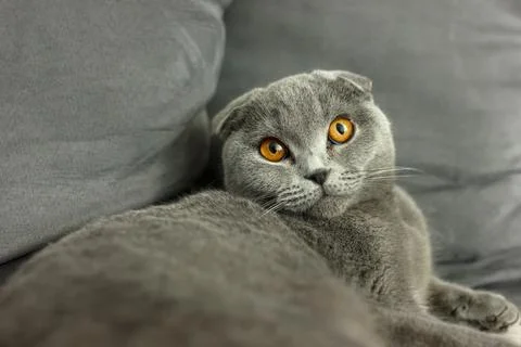 Gray scottish fold cat on sofa with pillows Stock Photos
