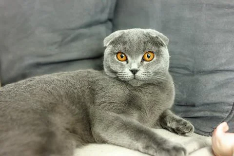 Gray scottish fold cat on sofa with pillows Stock Photos