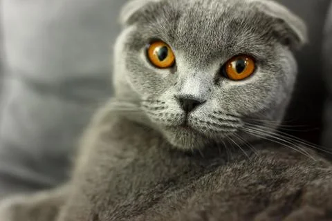 Gray scottish fold cat on sofa with pillows close up Stock Photos