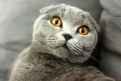 Gray scottish fold cat on sofa with pillows close up. Stock Photos
