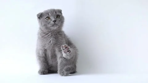 Gray Scottish fold kitten Video stock 193977575