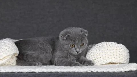 Gray Scottish fold kitten lies on a white knitted scarf and looks around Video stock 203795445