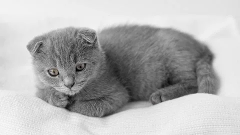 Gray Scottish fold kitten lies on a light background and looks straight 스톡 동영상 220357004