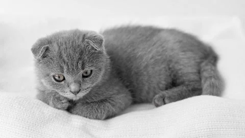 Gray Scottish fold kitten lies on a light background and looks straight Stock Footage 222814487
