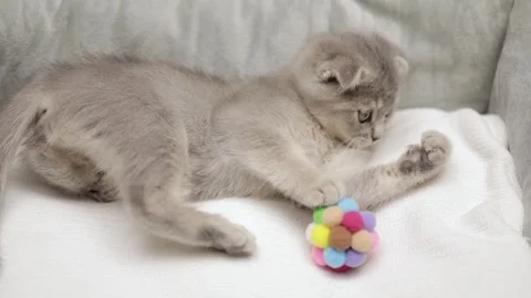 Gray Scottish fold kitten lies on a light background Stock-Footage 249014501