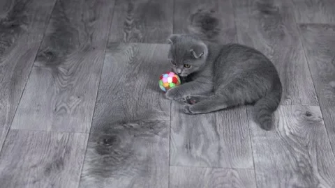 Gray scottish fold kitten playing with a ball Stock-Footage 203795280