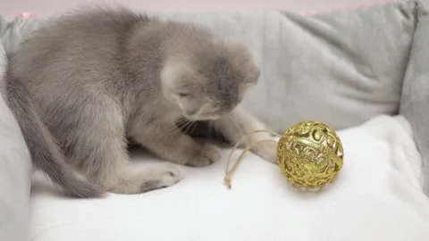 Gray scottish fold kitten playing with a christmas ball Video stock 248599660