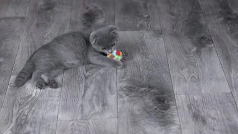 A gray Scottish fold kitten plays with a ball on a gray floor Stock Footage 195967546