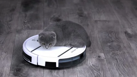 Gray scottish fold kitten rides on a white robot vacuum cleaner Stock Footage 201130020