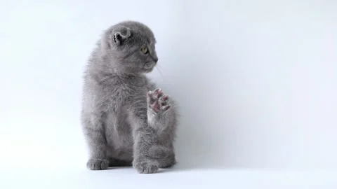Gray Scottish Fold kitten sits and licks its paw on a light background Stock-Footage 194393360