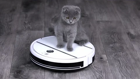Gray Scottish fold kitten spinning on a white robot vacuum cleaner 스톡 동영상 203795479