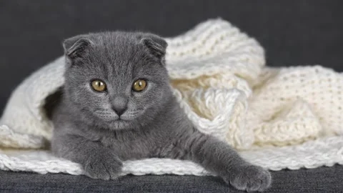 Gray Scottish fold kitten with yellow eyes lies on a white knitted scarf Stock-Footage 204953355