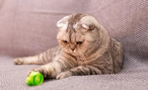 Gray scottish fold posing on gray couch Stock Photos