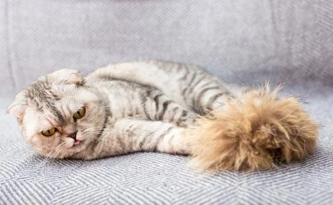Gray scottish fold posing on gray couch Stock Photos