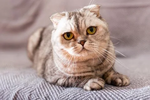 Gray scottish fold posing on gray couch Stock Photos