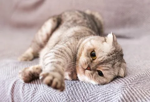 Gray scottish fold posing on gray couch Stock Photos