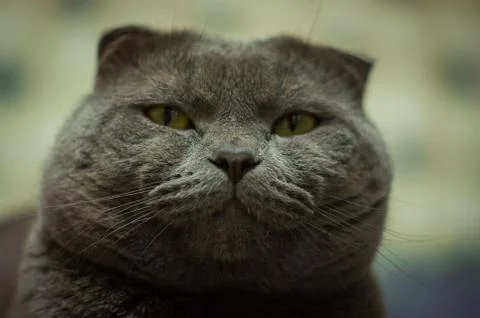 Gray Scottish Folded Cat 库存照片