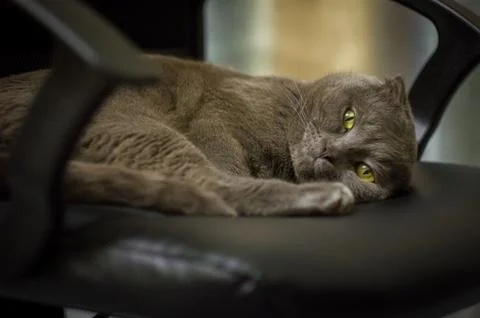 Gray Scottish Folded Cat 库存照片