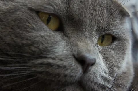 Gray Scottish Folded Cat 库存照片