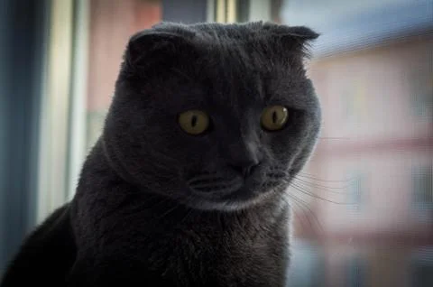 Gray Scottish Folded Cat 库存照片