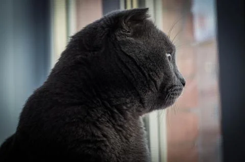 Gray Scottish Folded Cat 库存照片