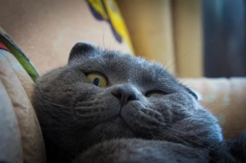 Gray Scottish Folded Cat 库存照片