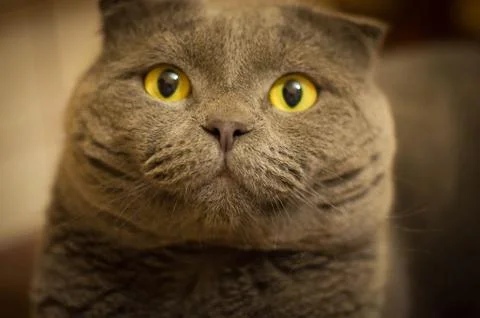 Gray Scottish Folded Cat 库存照片