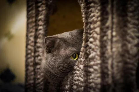 Gray Scottish Folded Cat 库存照片